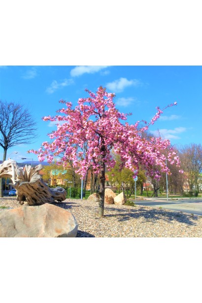Prunus serrulata Kiku-shidare-zakura – декоративна весняна окраса